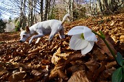 Autunnale in CIMA MENNA da Zorzone con discesa dal Chignol d’Arale il 19 novembre 2015  - FOTOGALLERY